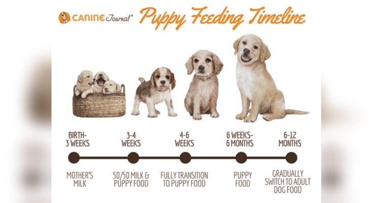 What Age Can Puppies Eat Solid Food