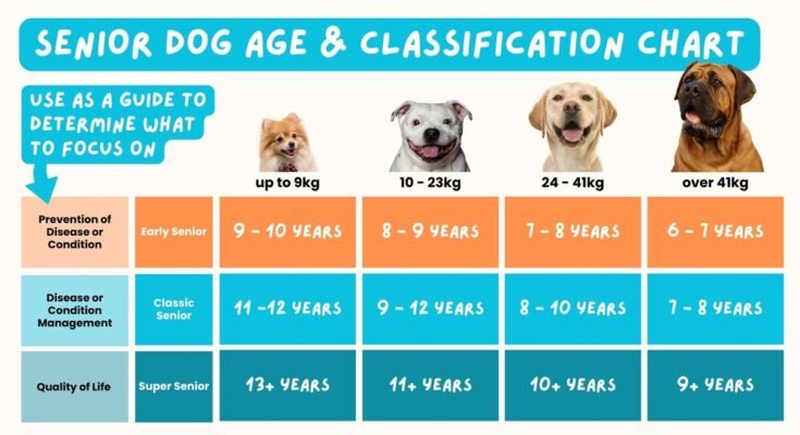 What Age is a Dog Considered a Senior