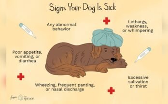 What are Signs of Illness in Dogs