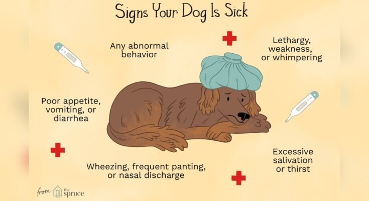 What are Signs of Illness in Dogs
