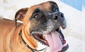 What Causes Bad Breath in Dogs