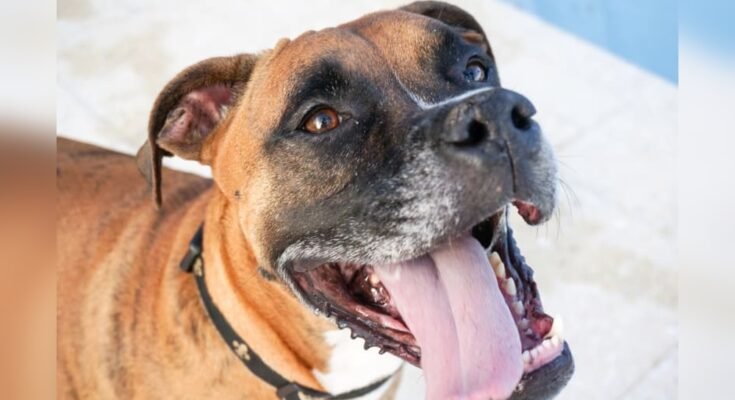 What Causes Bad Breath in Dogs