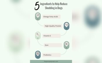 What Dog Food Helps Reduce Shedding