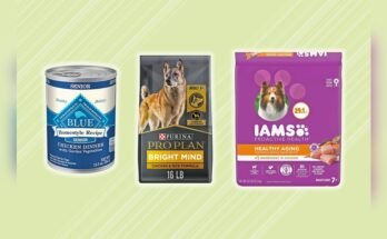 What Dog Food is Best for Senior Dogs