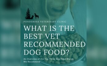 What Dog Food is Recommended by Veterinarians