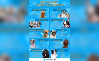 What is the Best Dog Breed for Families