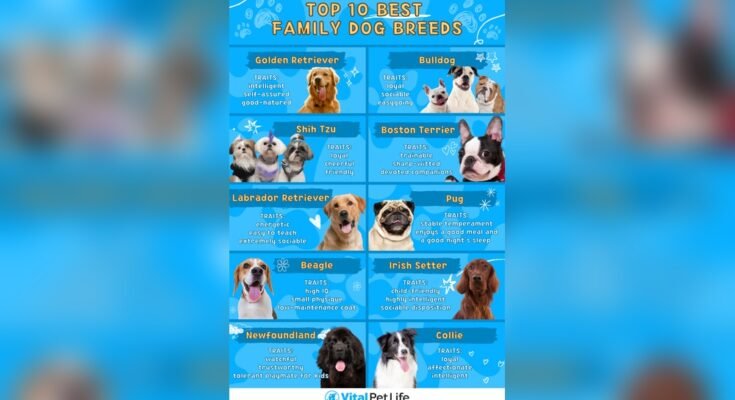 What is the Best Dog Breed for Families