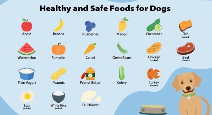 What is the Best Food for Dogs