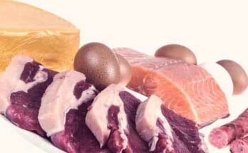 What Protein is Best in Dog Food for Active Dogs