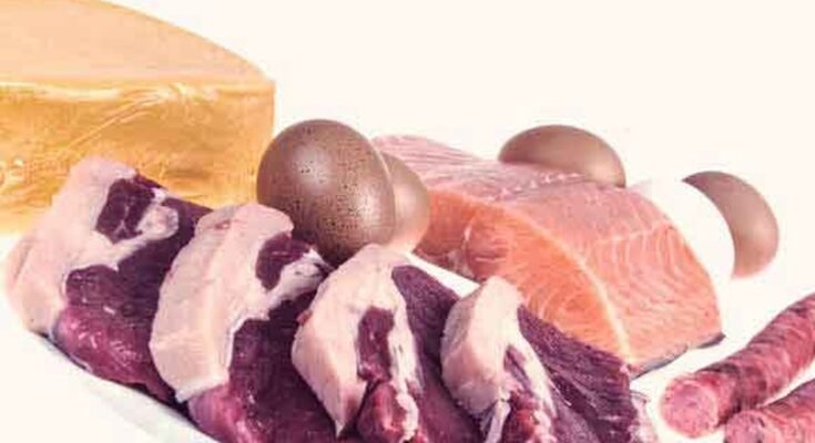 What Protein is Best in Dog Food for Active Dogs