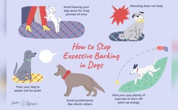 Why Does My Dog Bark So Much
