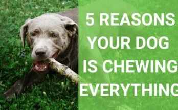 Why Does My Dog Chew Everything