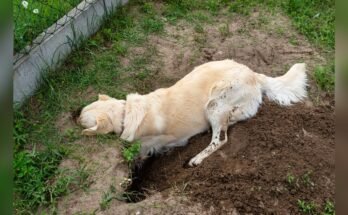 Why Does My Dog Dig Holes