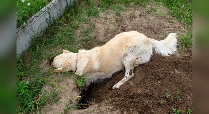 Why Does My Dog Dig Holes
