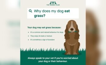 Why Does My Dog Eat Grass
