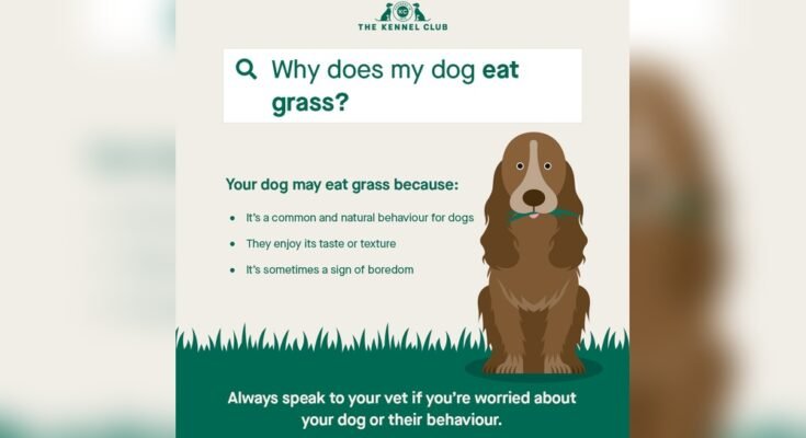 Why Does My Dog Eat Grass