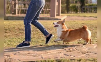 Why Does My Dog Follow Me Everywhere