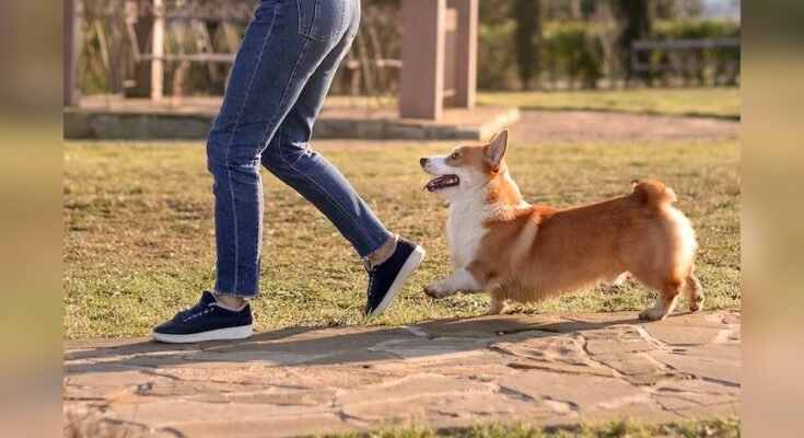 Why Does My Dog Follow Me Everywhere