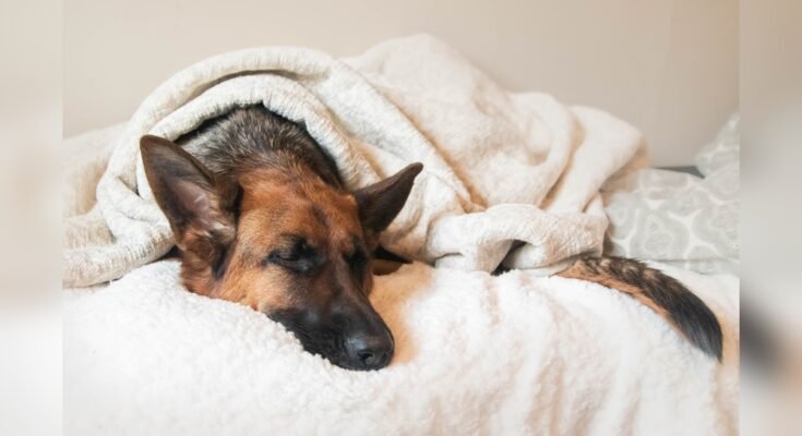 Why Does My Dog Sleep So Much