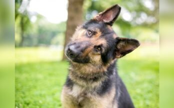 Why Does My Dog Tilt Its Head