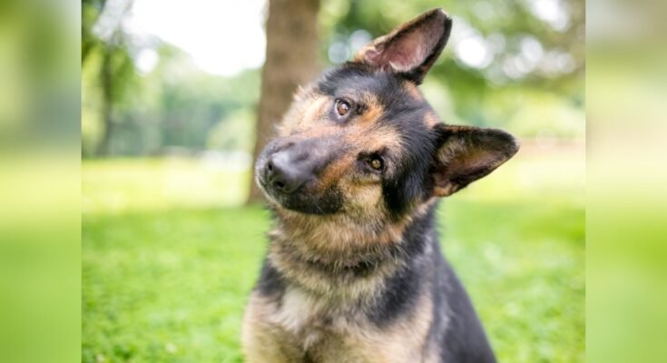 Why Does My Dog Tilt Its Head