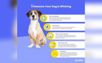 Why Does My Dog Whine at Night