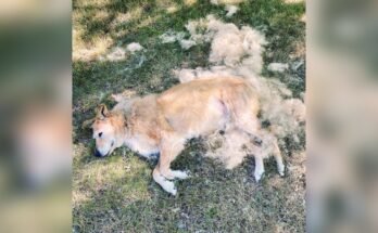 Why is My Dog Shedding So Much