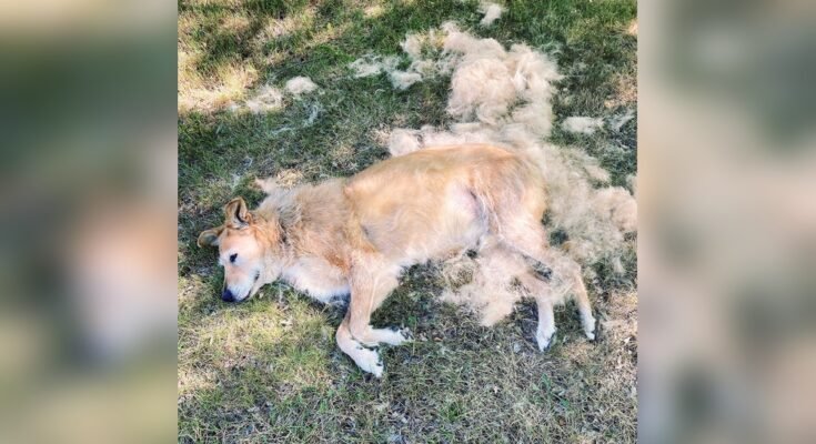 Why is My Dog Shedding So Much