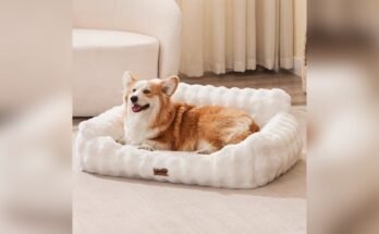 Best Sofa for Pets And Dogs