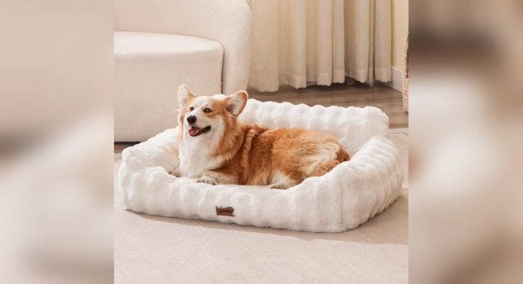 Best Sofa for Pets And Dogs