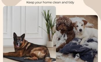 Best Dog Beds For Heavy Chewers