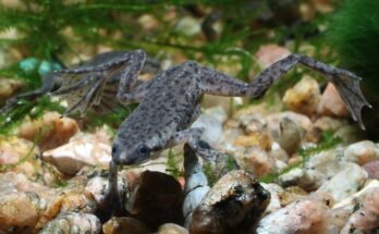 African Dwarf Frog Tank Temperature
