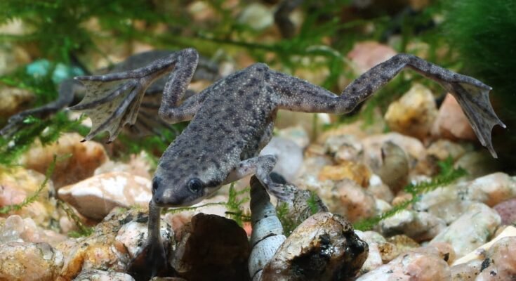 African Dwarf Frog Tank Temperature