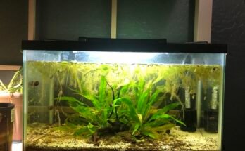 What Substrate Is Best For African Dwarf Frog Tanks?