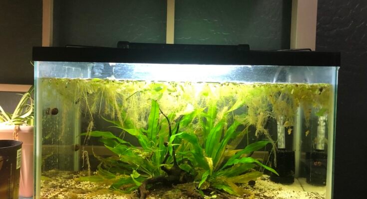 What Substrate Is Best For African Dwarf Frog Tanks?