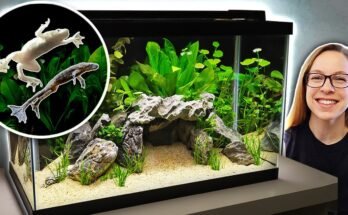 What Size Tank Do African Dwarf Frogs Need