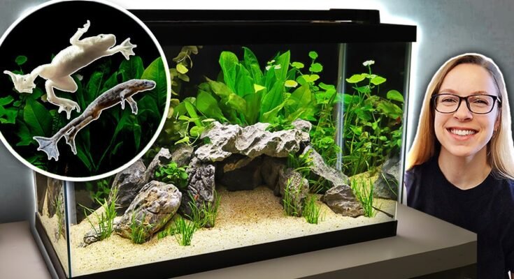 What Size Tank Do African Dwarf Frogs Need