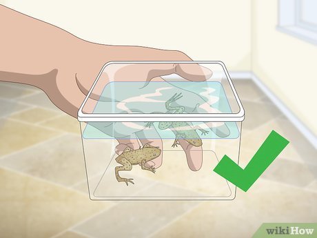 How Often Should You Clean An African Dwarf Frog Tank