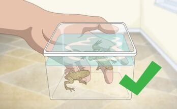 Can African Dwarf Frogs Live Without A Heater