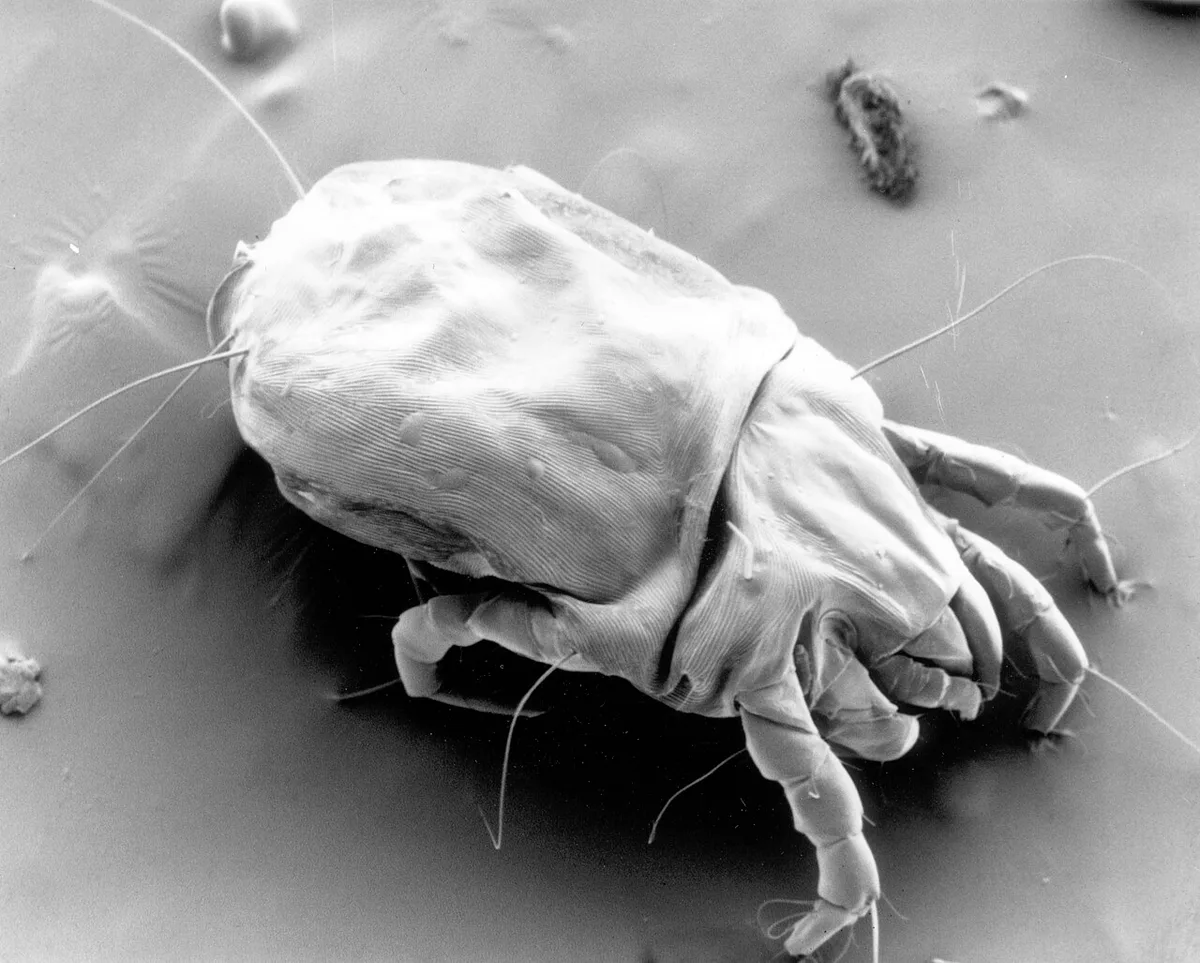 Dust mite
