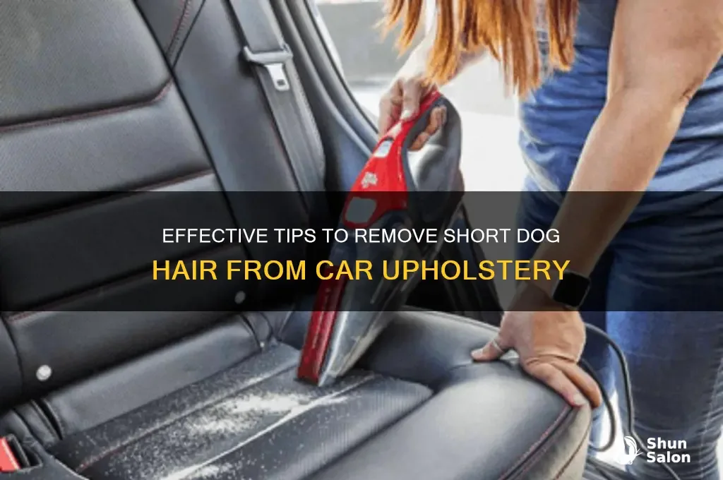How do you vacuum pet hair from a car?