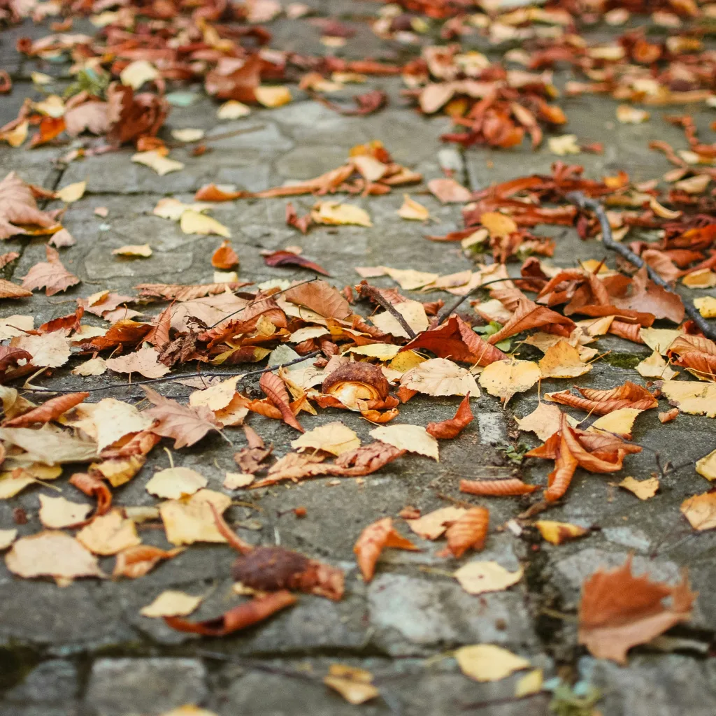 wet leaves clogging hazard