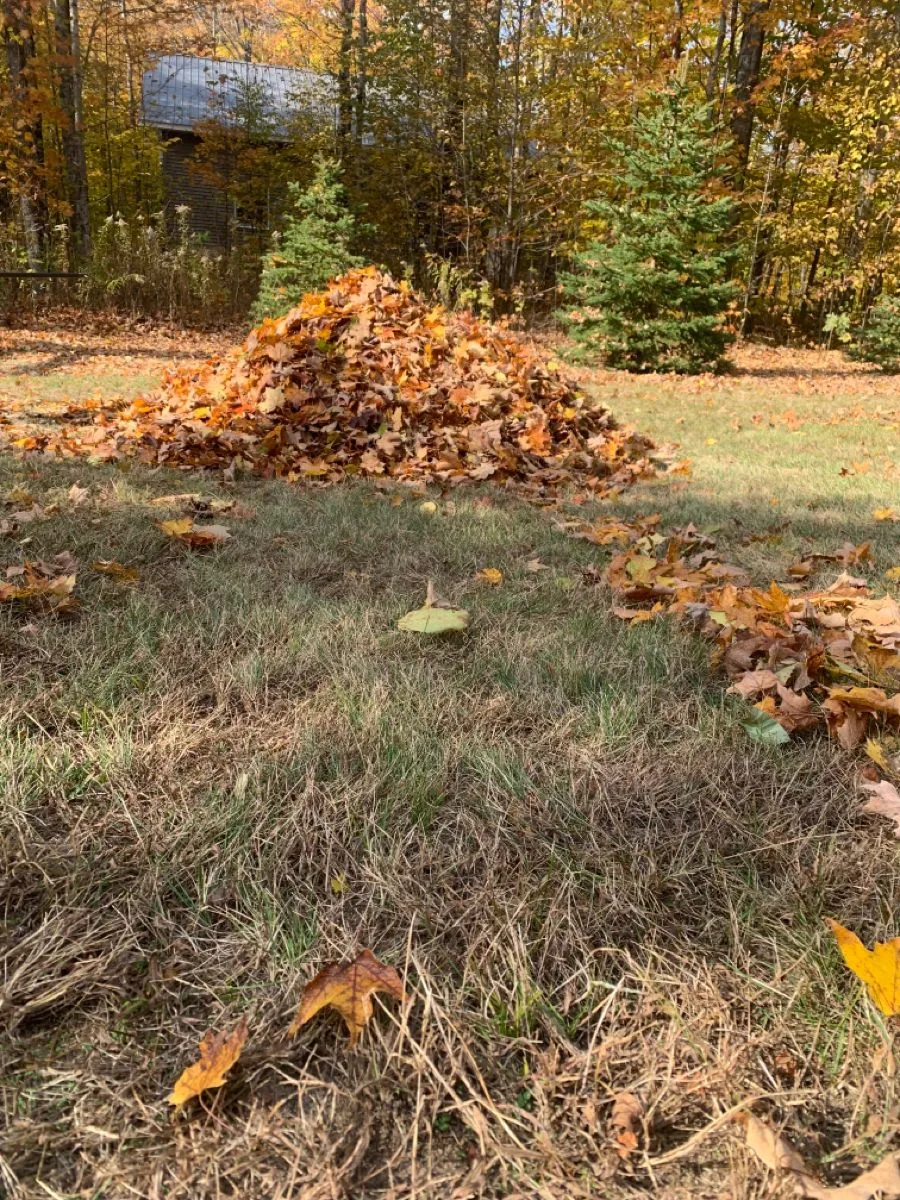 wet leaves