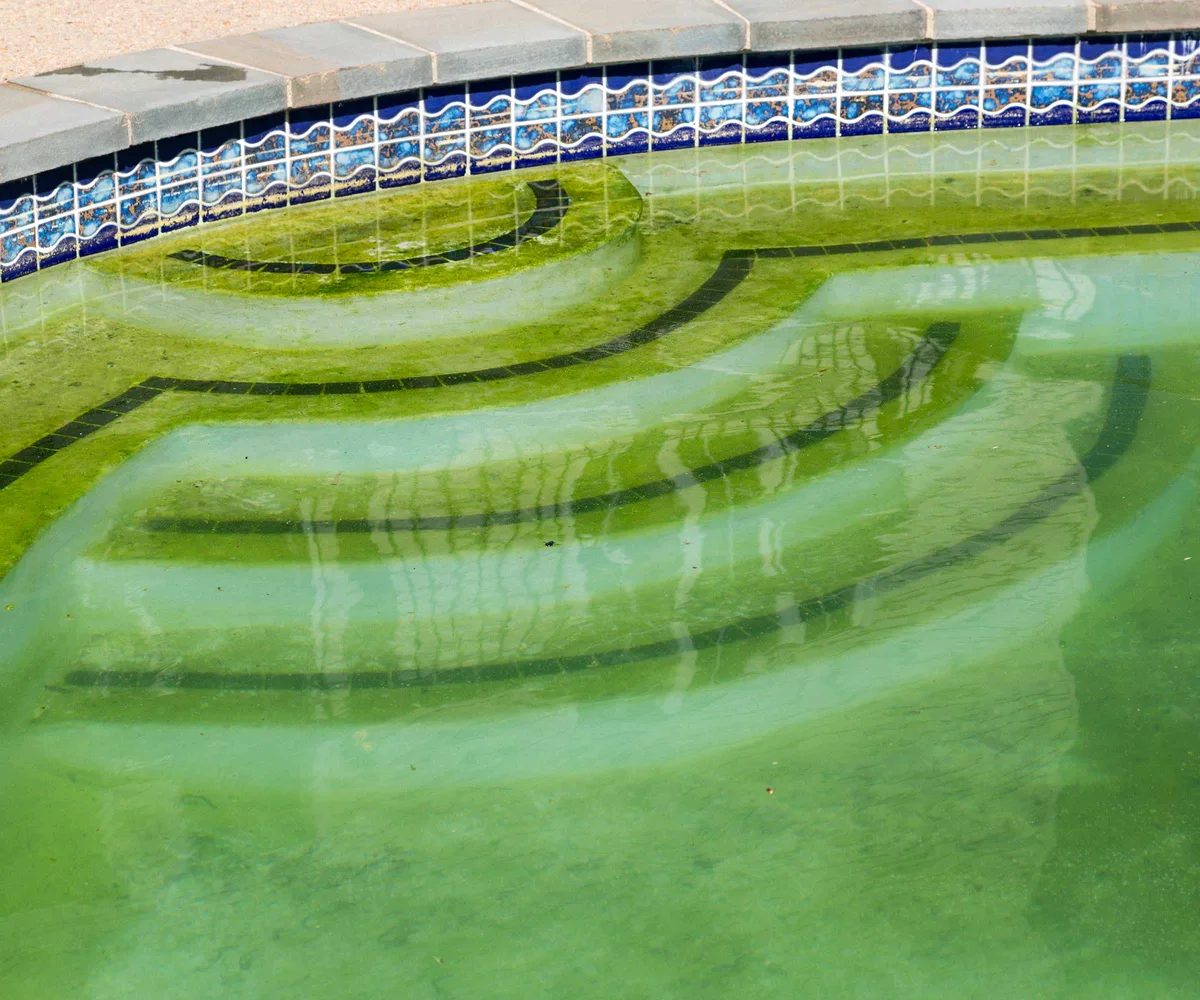 What Kind of Algae Are We Dealing With?